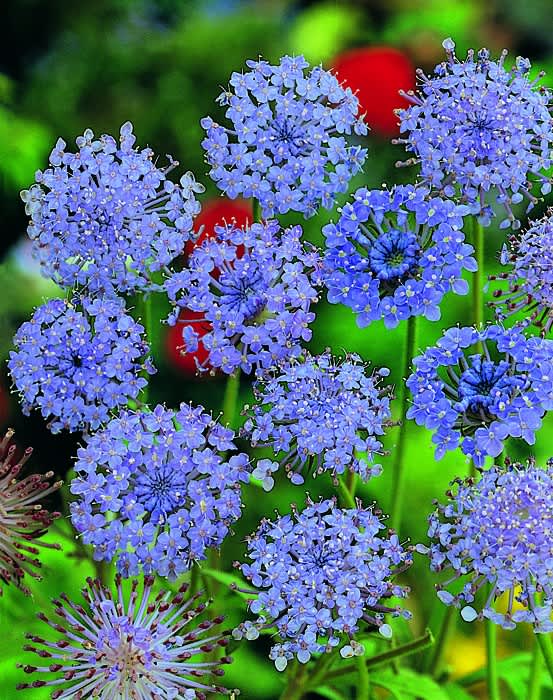 Blåparasoll, Trachymene caerulea’Blue Lace’