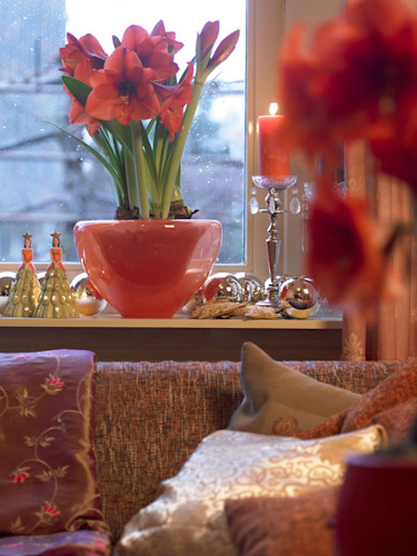 Amaryllis i röd glasskål, 'Orange Souverign'.