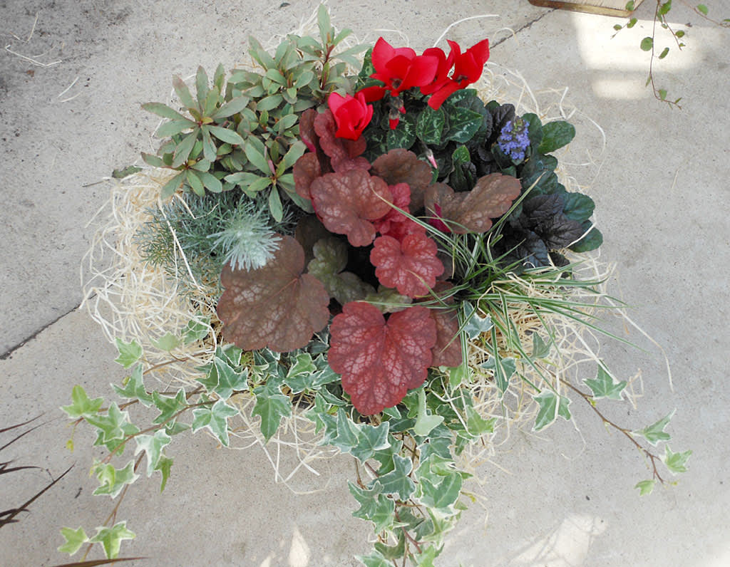 Röd cyklamen, rödbladig alunrot, en mörkbladig revsuga, en silvrig mandeltörel, en liten pinjeplanta och ett gräs, ochimastarr. En ljus murgröna i kanten och lite spånull som dekoration. Foto: Sylvia Svensson