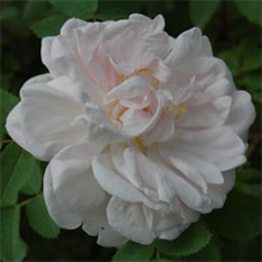 'Stanwell Perpetual'