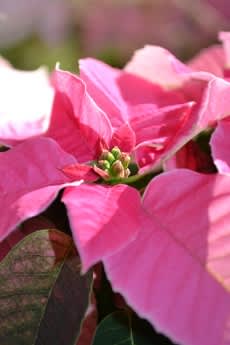 Höststjärna Princettia i vackert bubbelgumsrosa. Foto: Blomsterfrämjandet