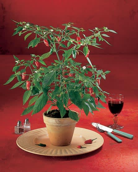 Chilipeppar, _Capsicum annuum_ 'Apache'.