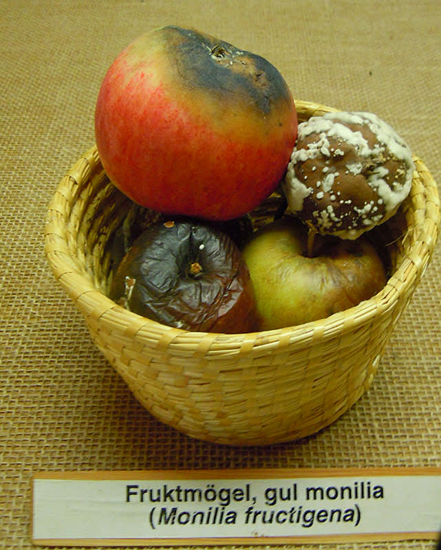 Fruktmögel, gul monilia.
Foto: Sylvia Svensson