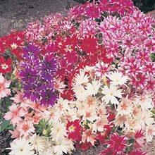 Sommarflox, _Phlox drummondii_, ’Twinkle Star Mixed'. Foto: Mr Fothergill's
