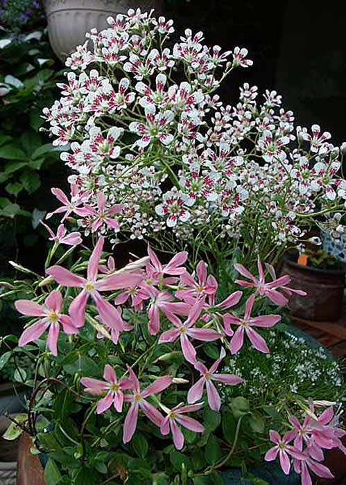 _Saxifraga_ 'Southside Seedlings' bakom Phlox 'Wagon Wheel'.
Foto: Sylvia Svensson