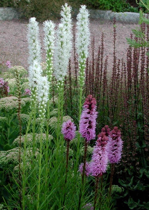 Här har man använt två olika sorter av rosenstav, den vita _Liatris spicata_ 'Alba' och den kallrosa 'Kobold'.