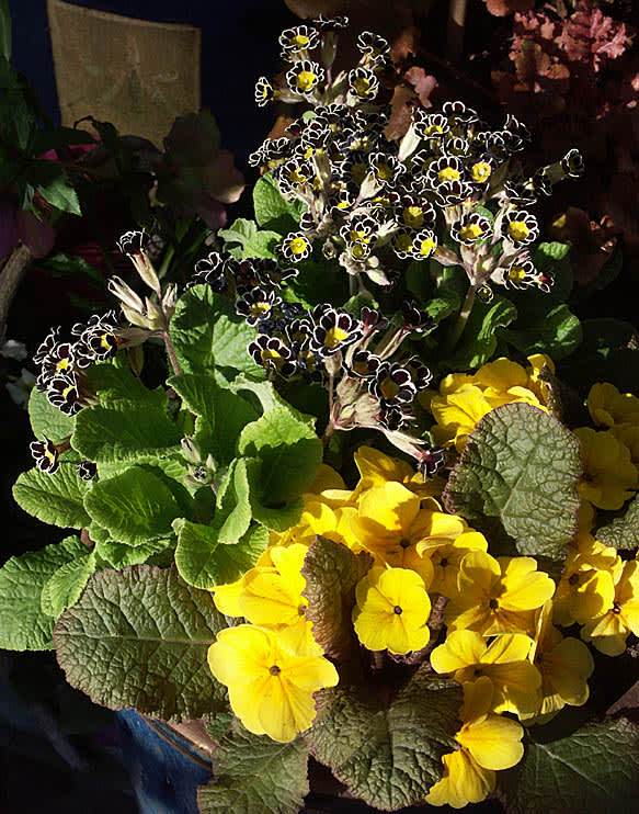 _Primula victoriana_ 'Silver Lace' och mörkbladig jordviva.