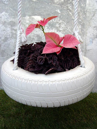 Mörkbladig peperomia i fräck kombination med rosa julstjärnor.