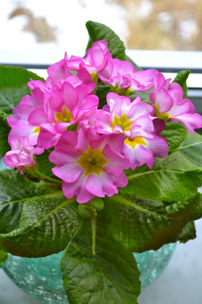 Primula 'Suze'
Foto: Blomsterfrämjandet