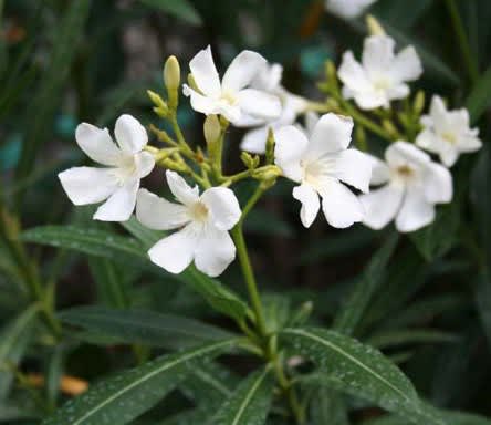 Vit oleander, _Nerium oleander_. 