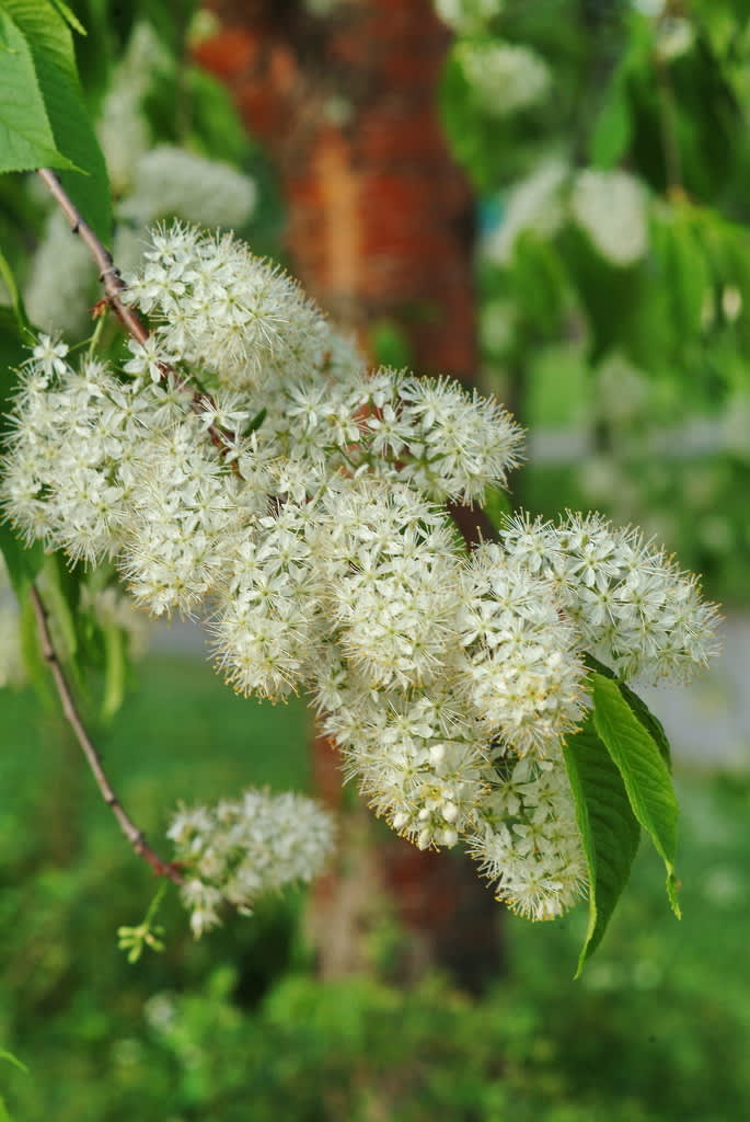 Näverhägg,  _Prunus maacki_,med blommor.