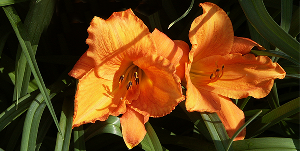 _Hemerocallis_ 'Mauna Loa'.
Foto: Perenngruppen, Marie Andersson