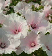 _Lavatera trimestris_ 'New Dwarf Pink Blush', Rara Växter
