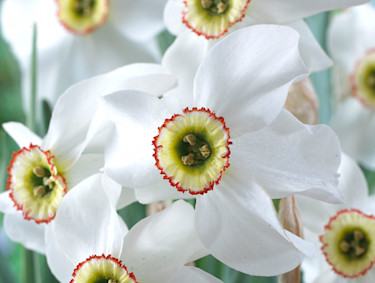 Narciss 'Recurvus'