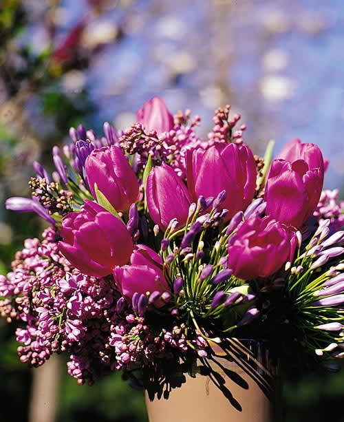 Tulpan, _Tulipa_, 'Purple Flag'.