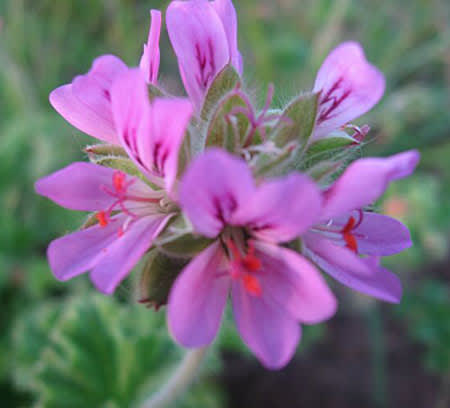 'Pink Capitatum', doftar ros.