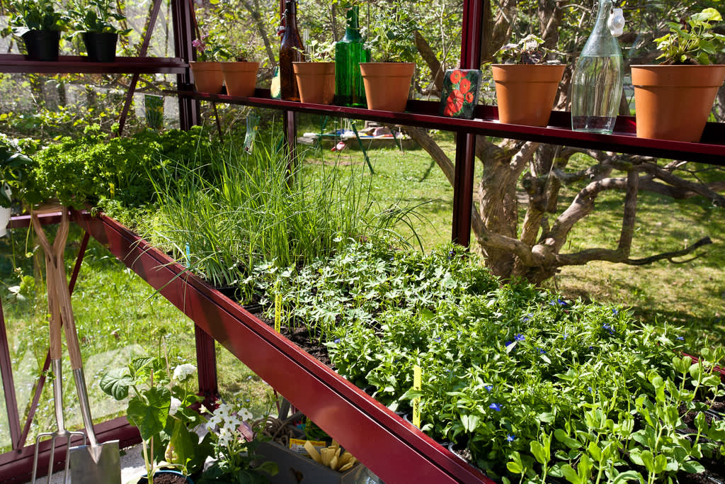Driv upp dina egna plantor i växthuset! Foto: Willab Garden