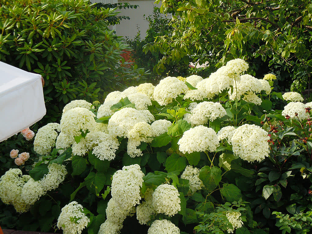 Vidjehortensia 'Annabelle'. Foto: Sylvia Svensson