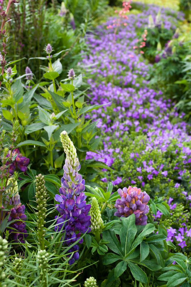 ”Floden” består av murklocka och ”flodbredden” av astilbe, indianmynta, fackelblomster, lupin och salvia, men färgerna kan kombineras efter smak och temperament.