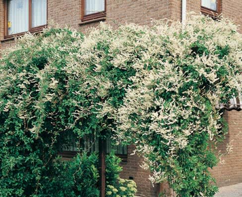 Den vackra, doftlösa och snabb- och starkväxande bokharabindan blommar från juli till oktober med vackra vita till rosa plymer.