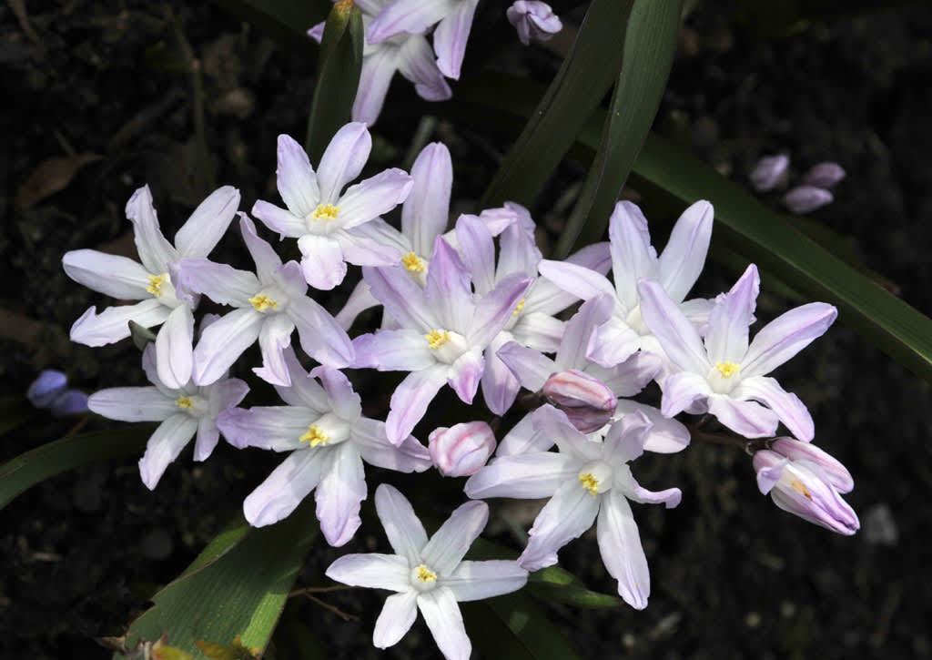 Vårstjärna, _Scilla forbesii_, i rosa.
Foto: Sylvia Svensson