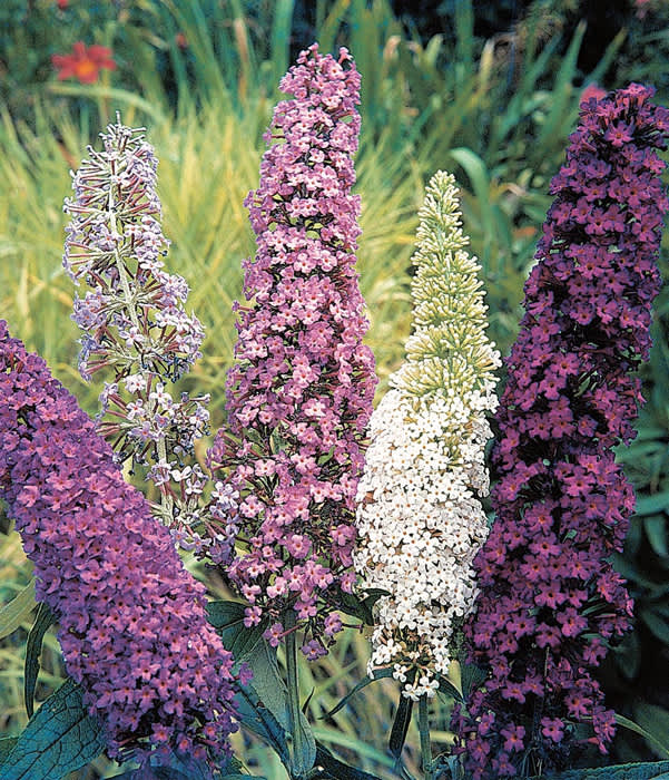 Buddleja, _Buddleja davidii_, 'Mixed Varieties'. Buddleja kallas även fjärilsbuske. Foto: Mr Fothergill's