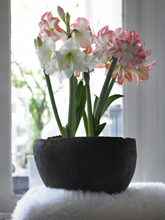 Rosa och vita amaryllis i krukaFoto: Blomsterfrämjandet