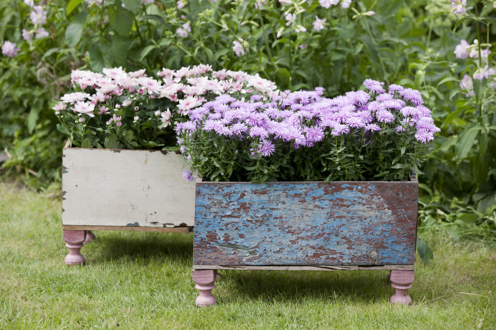 Aster är en klassiker i sensommarträdgården. Foto: Floradania