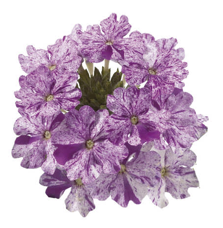 Verbena Donalena Twinkle 'Purple'. 