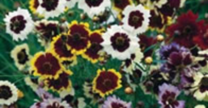 _Coreopsis_ ’Unveliable’, **flicköga**.Foto: Mr Fothergill's