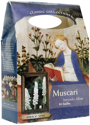 _Muscari_.