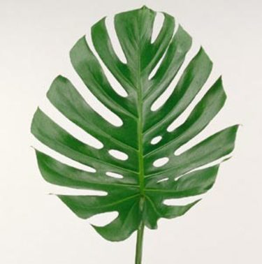 _Monstera deliciosa_, monstera.