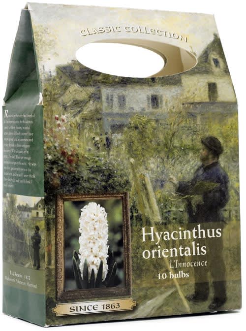 _Hyacinthus_.