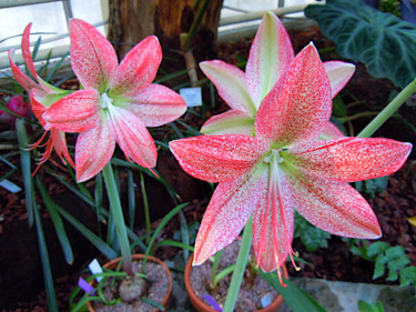 _Hippeastrum pardinum, panteramaryllis-1_
