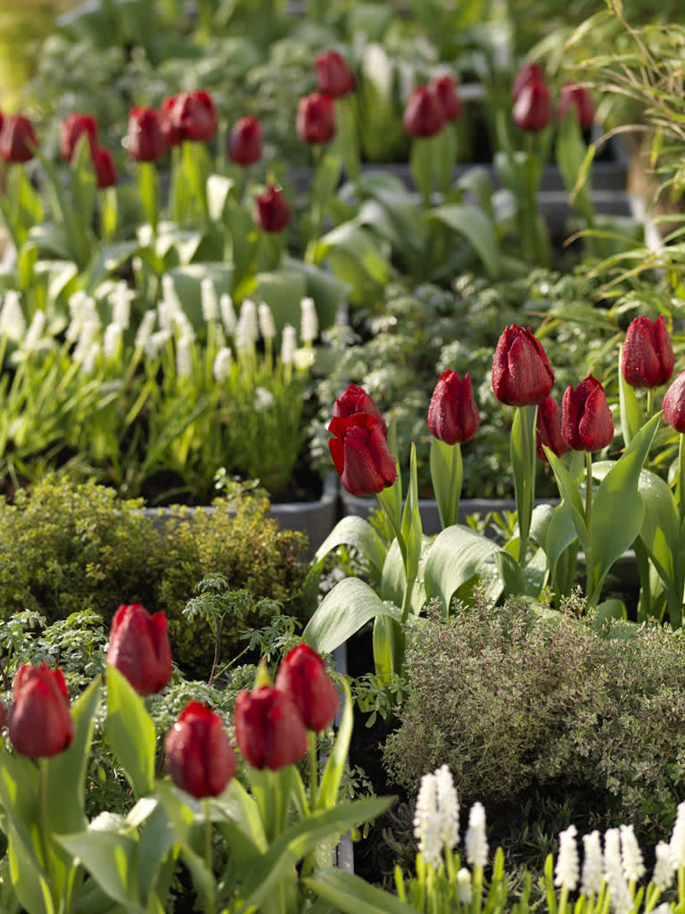 Blomsterlökar i kryddlandet.