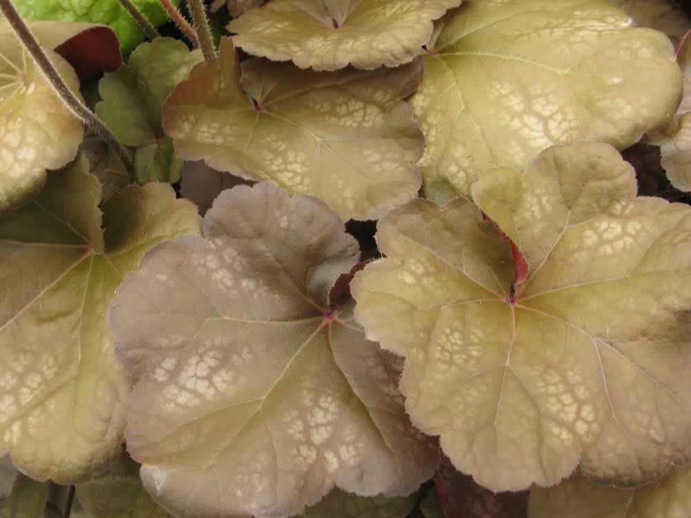 Heuchera 'Brown Sugar' med sina dämpade färger är oerhört vacker. Foto: CNB New Plants