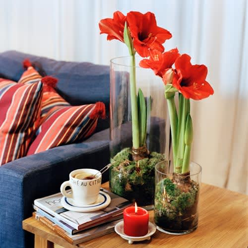 Amaryllis, _Hippeastrum_.