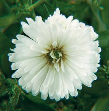 _Aster novi-belgii_ 'Diana'.