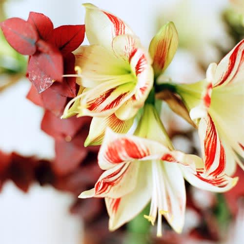 Amaryllis, _Hippeastrum_.