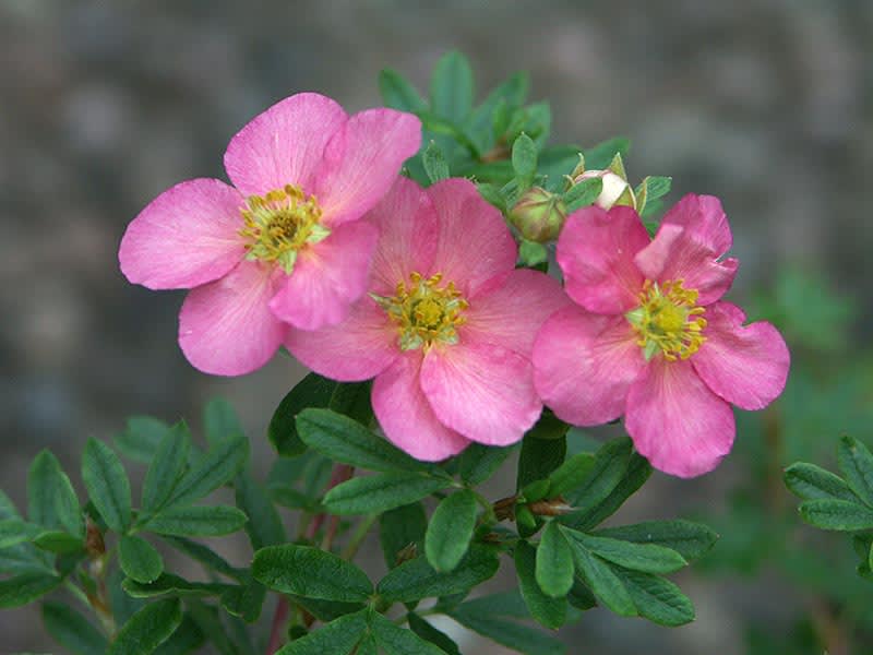 Tok, _Potentilla fruticosa_ 'Pink Princess'.
Foto: Sylvia Svensson