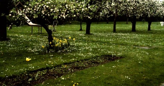 Vacker blommande gräsmatta eller ett ogräsproblem. Foto: Eva Wirén.