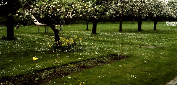 Vacker blommande gräsmatta eller ett ogräsproblem. Foto: Eva Wirén.