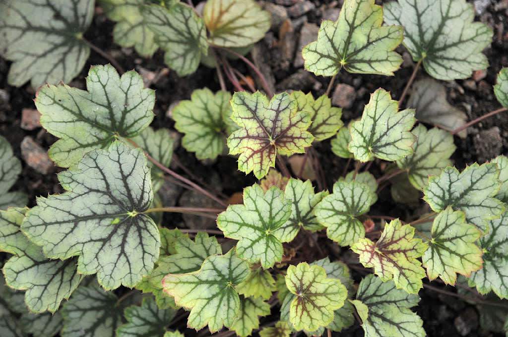 Alunrot, _Heuchera_ 'Venus'. 
Foto: Sylvia Svensson