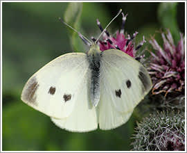 Rovfjäril, _Pieris rapae_. Foto: Ragnhild Möller Växtskydd i Alnarp/SLU.
