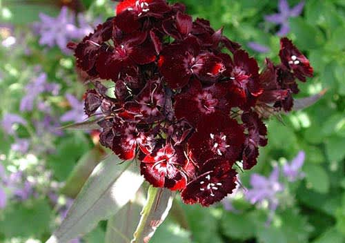 Borstnejlika, _Dianthus barbatus_.