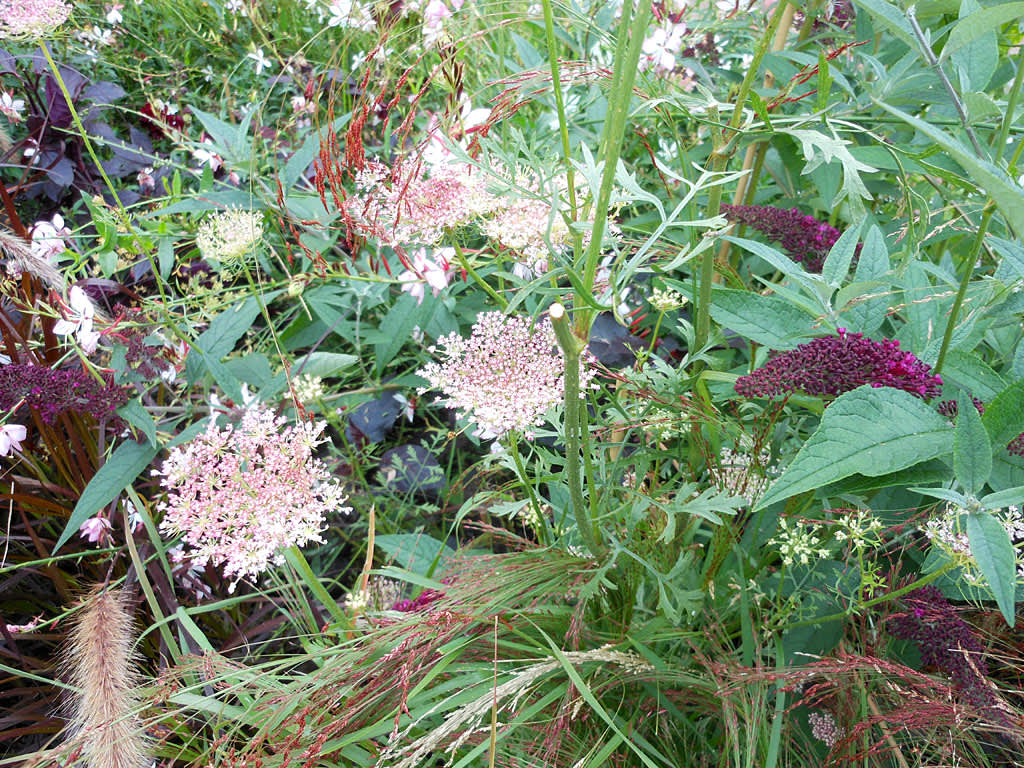 Sällskapsväxter till gräs: ris, Oryza sativa 'Black Madrass', vildmorot, fjärilsbuske mm