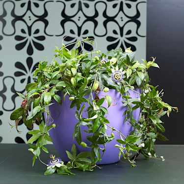 Blå passionsblomma, _Passiflora caerulea_.