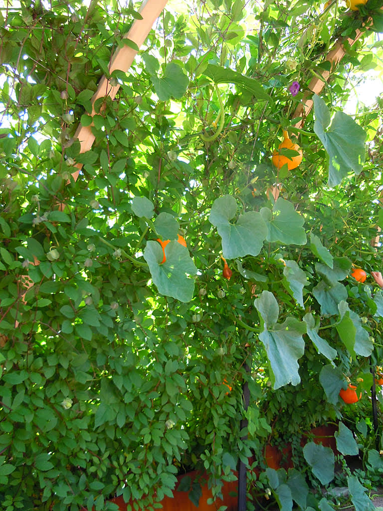 Orange squash klättrar högt och brett.
Foto: Sylvia Svensson
