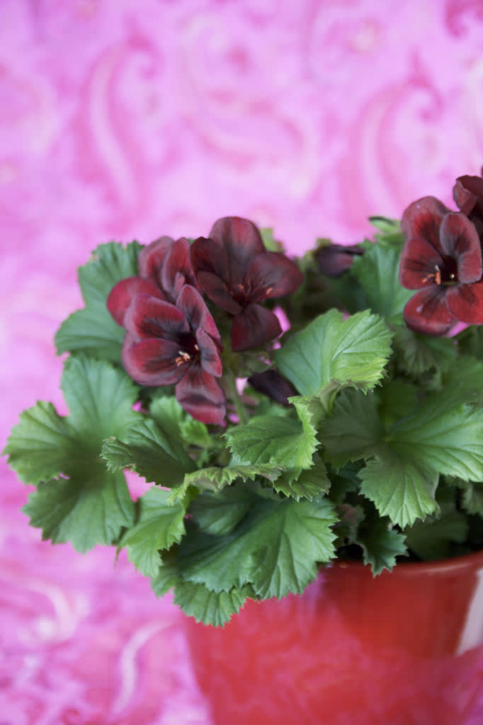 Engelsk pelargon, _Pelargonium x domesticum_. Foto: Blomsterfrämjandet.