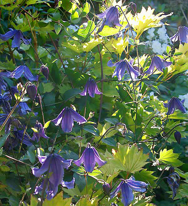 Clematis 'Blue Boy' i solfjäderslönnen